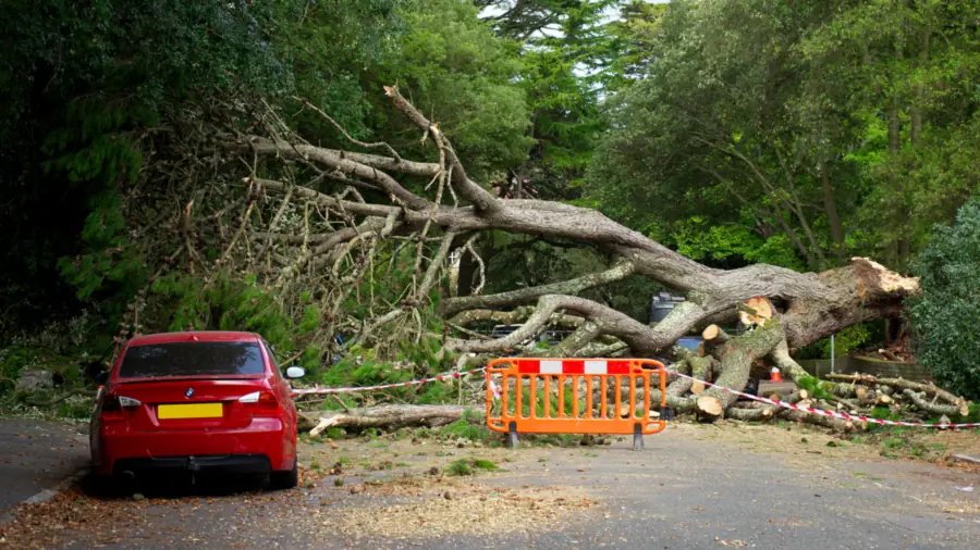 A large tree down across a road, branches and debris behind a safety barrier.