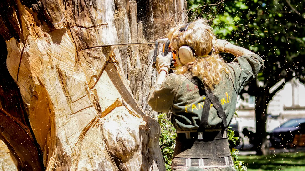 A sawyer cutting into a large trunk with a chainsaw, wood chips in the air.