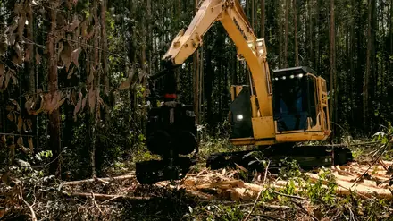 A tracked excavator clearing standing timber and brush.