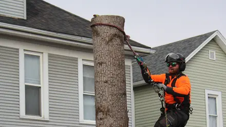 A climber roped to a bare spar alongside a two-storey house.
