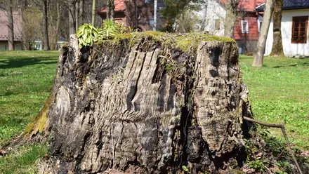 A wide, weathered tree stump left standing in a residential lawn.