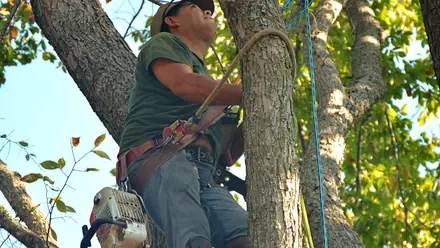 An arborist in safety gear working with a saw inside a leafy canopy.